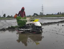 Jasa Mesin Tanam Padi Otomatis Laris Manis di Kediri, Musim Tanam Picu Lonjakan Permintaan