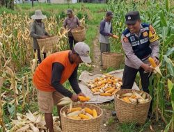 Dukung Swasembada Pangan, Bhabinkamtibmas Desa Torbang Turut Panen Jagung Bersama Petani