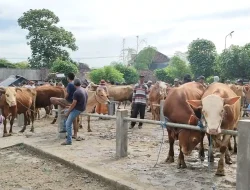 Jelang Idul Adha, Transaksi Sapi di Pasar Hewan Tertek Pare Meningkat Tajam