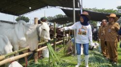 Kontes Ternak 2026 Jadi Upaya Pemkab Kediri Tingkatkan Kualitas Peternakan.