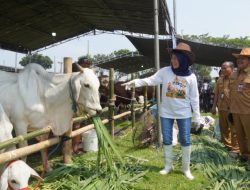 Kontes Ternak 2026 Jadi Upaya Pemkab Kediri Tingkatkan Kualitas Peternakan.
