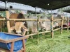 Ratusan Peternak Ramaikan Kontes Sapi di Wates Kediri, Tersedia 10 Kategori Perlombaan