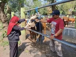 Jelang Idul Adha 2026, Harga Sapi di Kediri Naik hingga Rp2 Juta per Ekor