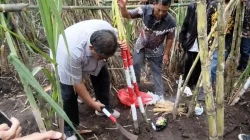 Mulai Musim Tebang Tebu, KSO Kebun Dhoho Targetkan Produksi 267 Ribu Ton Tahun 2026