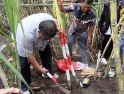 Mulai Musim Tebang Tebu, KSO Kebun Dhoho Targetkan Produksi 267 Ribu Ton Tahun 2026