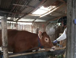 Jelang Idul Adha, DKPP Kota Kediri Gencarkan Vaksinasi PMK pada Hewan Kurban