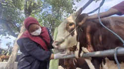Jelang Iduladha, DKPP Kediri Perketat Pengawasan Hewan Kurban di Pasar Ngadiluwih