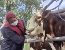 Jelang Iduladha, DKPP Kediri Perketat Pengawasan Hewan Kurban di Pasar Ngadiluwih