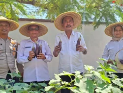 Cabdin Pendidikan Kediri Panen Raya Terong, Wujudkan Program Ketahanan Pangan