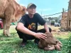 Peternak Masjuki Kaget Sapi Induknya Tiba-tiba Beranak Jelang Kontes, Berbuah Berkah di Kediri