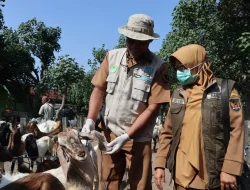 Jelang Idul Adha, Pemkot Kediri Temukan Kambing Scabies Saat Sidak Pasar Hewan