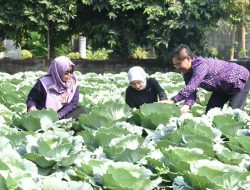 Panen Sayur di RPH, Mbak Wali Dorong Gerakan Ketahanan Pangan dan Gizi