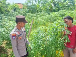 Sambangi Petani Singkong, Polsek Kangayan Berkomitmen Perkuat Ketahanan Pangan dari Sektor Desa