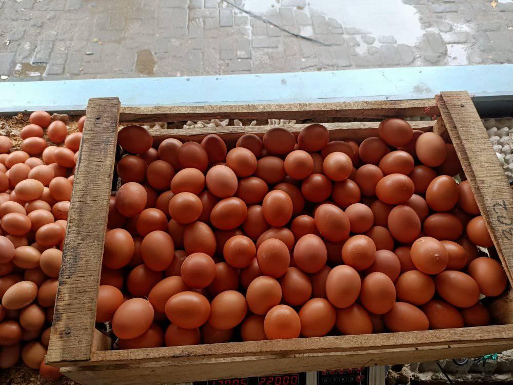 Dampak Harga Telur Anjlok dan Biaya Pakan Melambung, Peternak di Jombang Hadapi Ancaman Kerugian Besar
