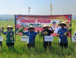 Momentum Panen Bawang Merah, Pemerintah Kabupaten Blitar Upayakan Peningkatan Produktivitas dan Regenerasi Petani